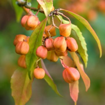 Sorvarinpensaa - Euonymus myrianthus