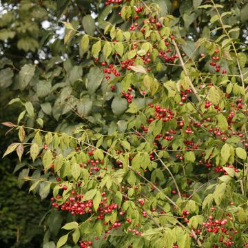 Pallesorvarinpensas - Euonymus oxyphyllus