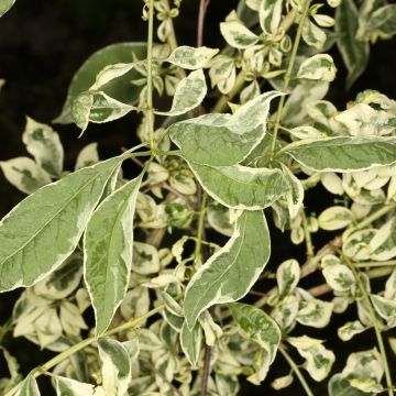 Korkkisorvarinpensas Silver Surprise