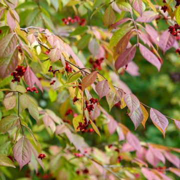 Kirsikkasorvarinpensas - Euonymus planipes