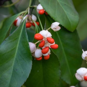 Sorvarinpensaa - Euonymus tonkinensis