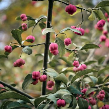 Sorvarinpensaa - Euonymus vidalii