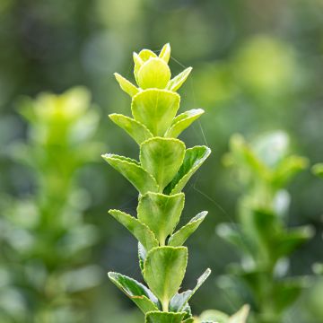 Laakerisorvarinpensas Green Rocket