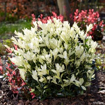 Laakerisorvarinpensas Himalaya