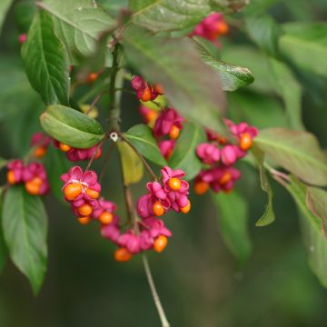 Etelänsorvarinpensas - Euonymus latifolius