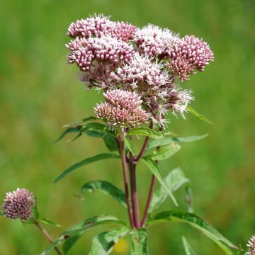 Punalatva Plenum