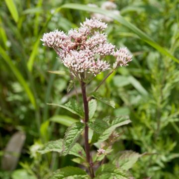 Punalatva - Eupatorium chinense
