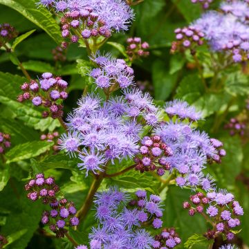 Punalatva - Eupatorium coelestinum