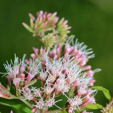 Punalatva - Eupatorium fortunei