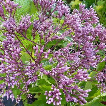 Eutrochium dubium baby joe Baby Joe - Eupatorium