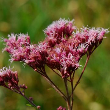 Täpläpunalatva - Eupatorium maculatum