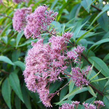 Täpläpunalatva Purple Bush