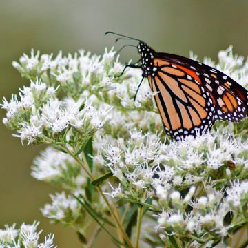 Rohtopunalatva - Eupatorium perfoliatum
