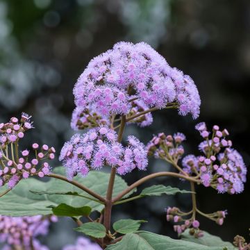 Isovalkolatva - Bartlettina sordida