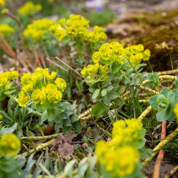 Tyräkki - Euphorbia nicaeensis