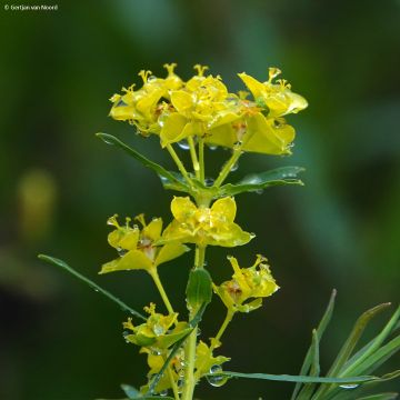 Tyräkki - Euphorbia virgata
