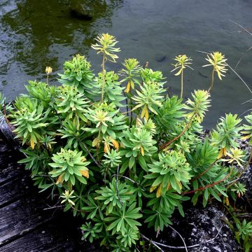 Tyräkki - Euphorbia glauca