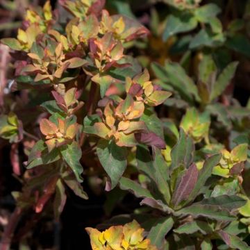 Kultatyräkki Purpurea
