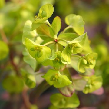 Mantelityräkki Redbud