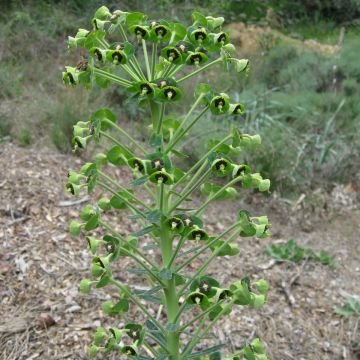 Vahatyräkki ssp. characias
