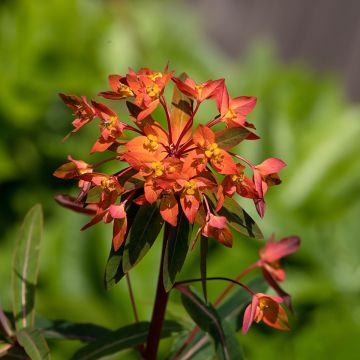 Himalajantyräkki Dixter