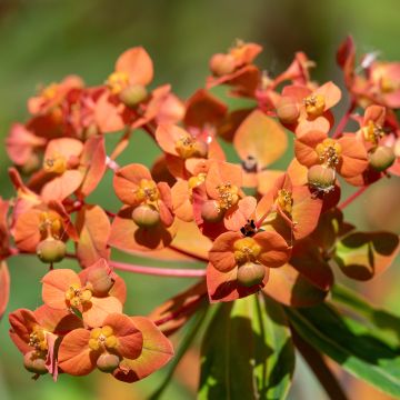 Himalajantyräkki - Euphorbia griffithii