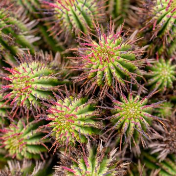 Piikkityräkki - Euphorbia horrida