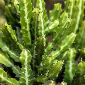 Kalliotyräkki - Euphorbia lactea