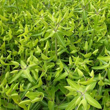 Ristityräkki - Euphorbia lathyris