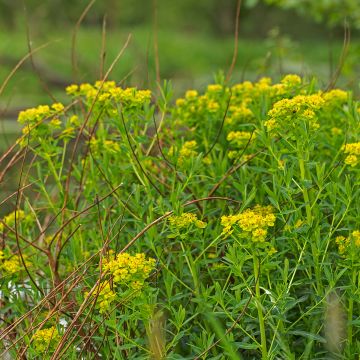 Rantatyräkki - Euphorbia palustris