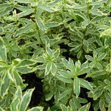 Kultatyräkki Variegata
