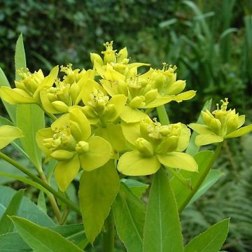 Tyräkki - Euphorbia sarawschanica