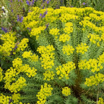 Tyräkki - Euphorbia seguieriana subsp. niciciana