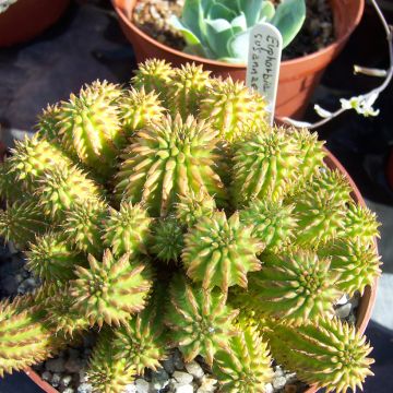 Tyräkki - Euphorbia suzannae