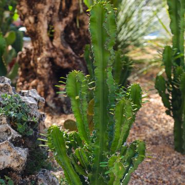 Pylvästyräkki - Euphorbia trigona
