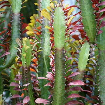 Pylvästyräkki - Euphorbia trigona f. rubra
