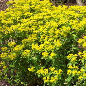 Tyräkki - Euphorbia wallichii