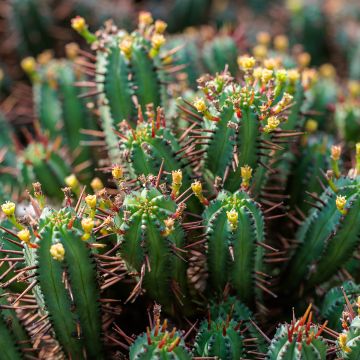 Tyräki - Euphorbia enopla