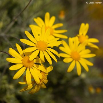 Kehrämö - Euryops