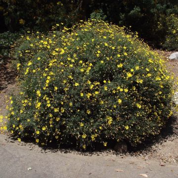 Kehrämö - Euryops pectinatus