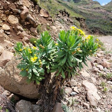 Kehrämö - Euryops evansii