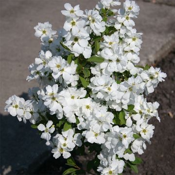 Helmipensas Magical Springtime