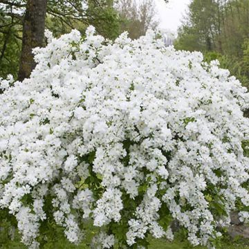 Helmipensas Snow Mountain