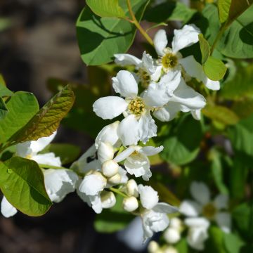 Koreanhelmipensas Snow White