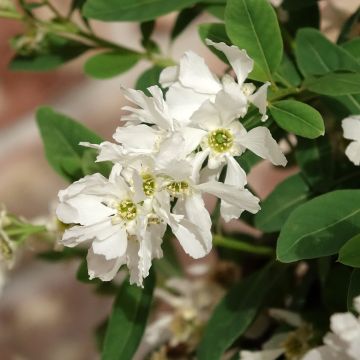 Helmipensas The Bride