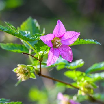 Alaskanvatukka Pacific Rose - Rubus spectabilis