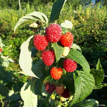 Vadelma Primeberry Autumn Fleshy