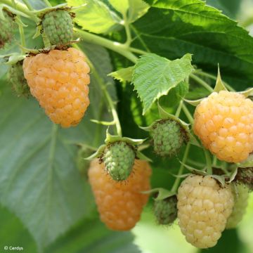 Vadelma Schlaraffia Golddigger
