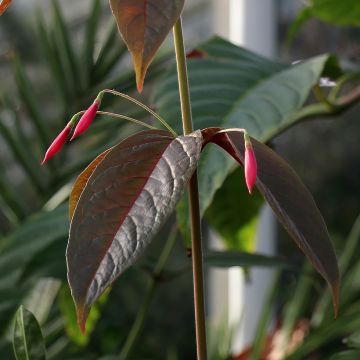 Verenpisara Grimpant