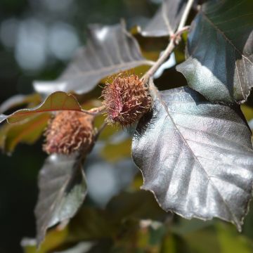 Euroopanpyökki Atropurpurea